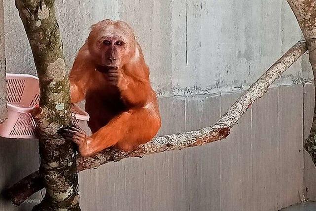 Affenqualen im Netz: Wie Makaken für Social Media missbraucht werden