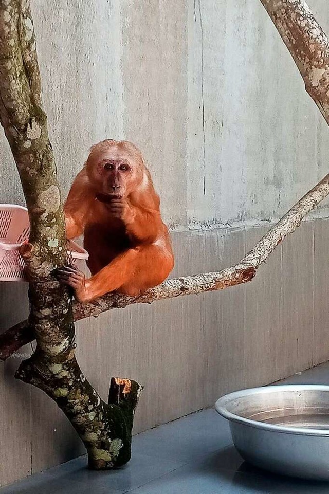 Die Schden in Folge einer Privathaltu...t Tierschtzern, zum Teil irreparabel.  | Foto: - (dpa)