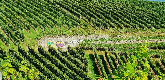 Der Weingenusspfad fhrt die Menschen ...iti zum Thema Wein verschnert werden.  | Foto: Gabriele Zahn