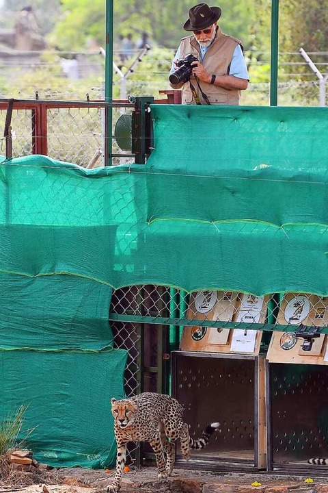 Die große Politik ist involviert: Indi...Modi bei der Freilassung der Geparden.  | Foto: PIB (stock.adobe.com)