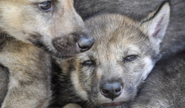 Das Thema Wolf ist emotional belegt &#...ige Diskussion in hlingen-Birkendorf.  | Foto: Patrick Pleul (dpa)