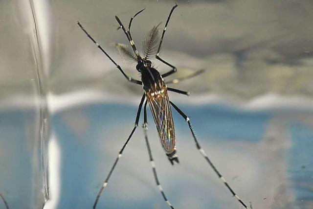 In Neuenburg herrscht eine Tigermücken-Plage
