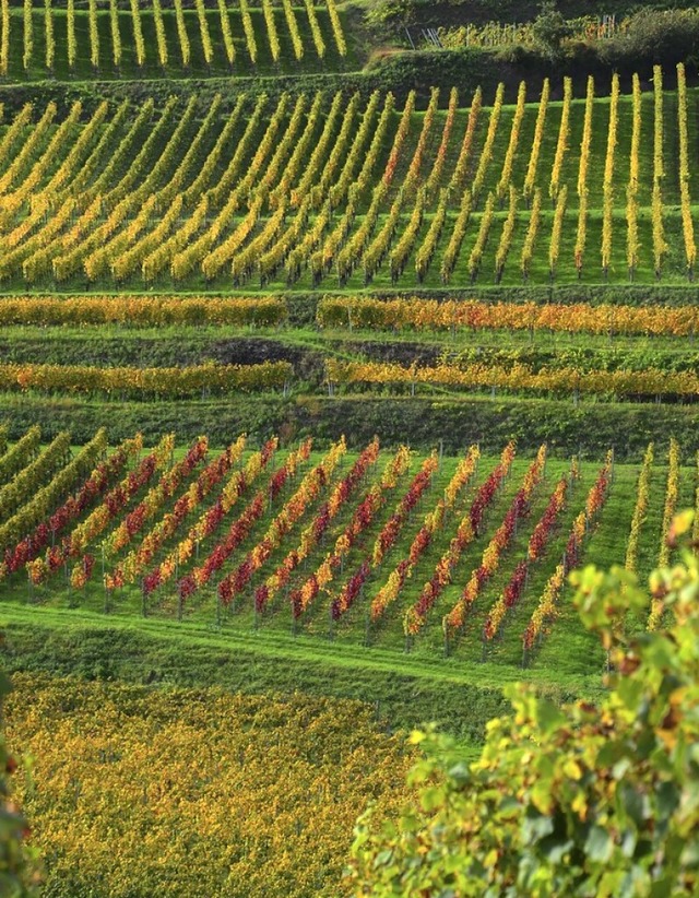 Wandern und Weingenuss wird in Sasbach im Paket angeboten.  | Foto: Roland Vitt