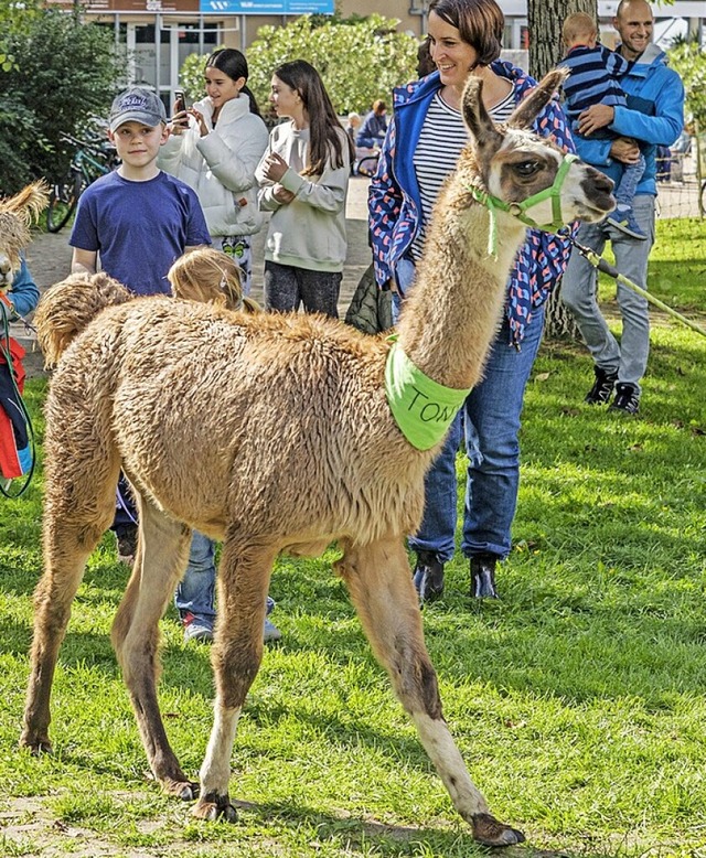 Auch dieses Jahr sind die Alpakas vom Hummelhof mit dabei.  | Foto: Hubert Gemmert