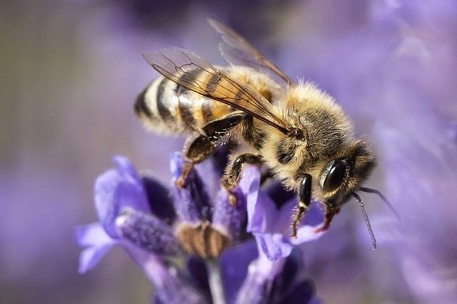 Jetzt sind die Bienenfresser schuld