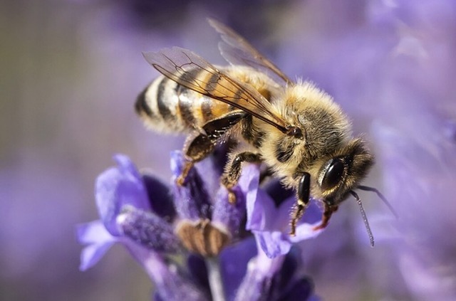 Eine Biene auf einem Lavendel  | Foto: Silas Stein (dpa)