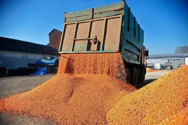 Getreideimporte aus der Ukraine entzweien die EU