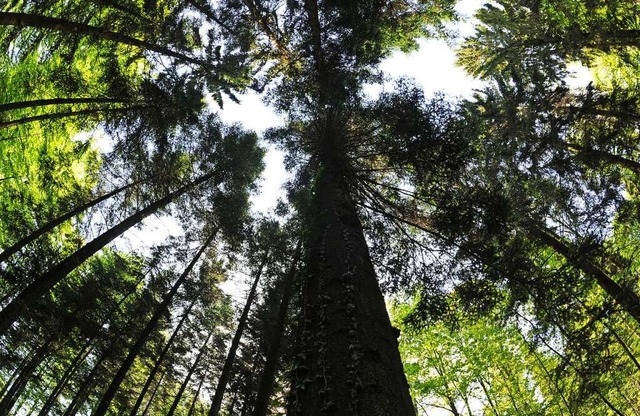 Waldrefugien nach Alt- und Totholzkonzept werden mit kopunkten bedacht.  | Foto: Patrick Seeger