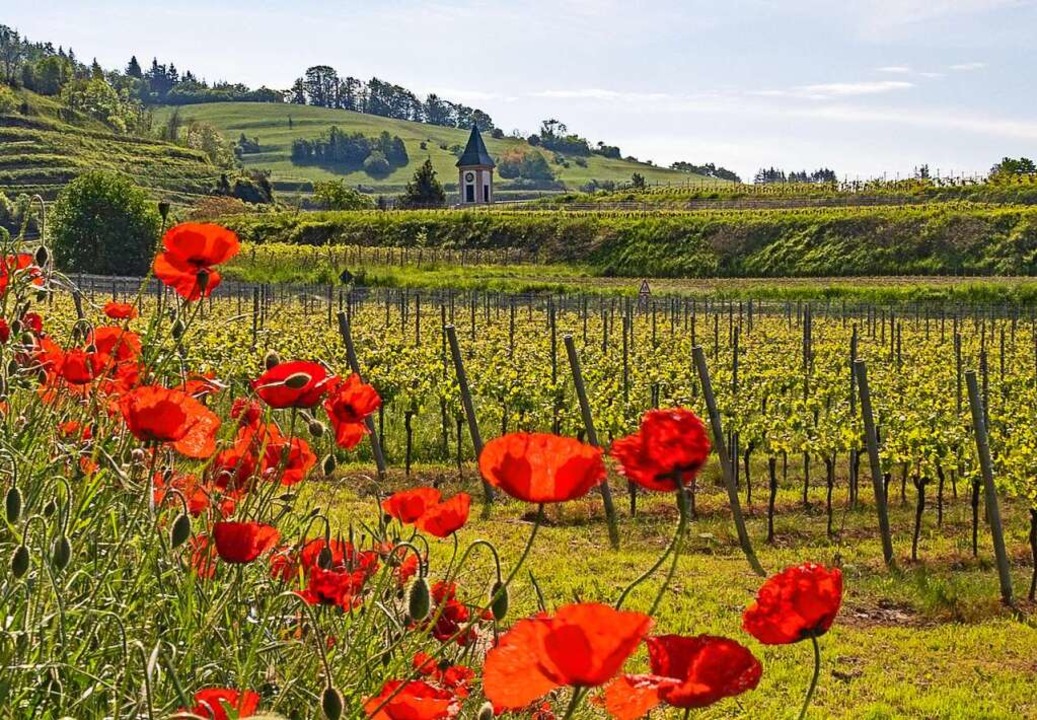 Roter Mohn bei Alt-Vogtsburg  | Foto: Bernd Wehrle