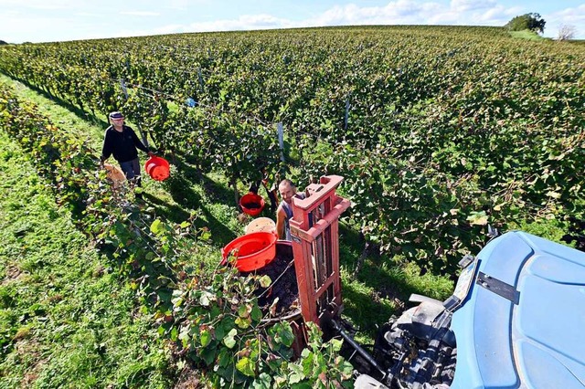 Reben am Tuniberg so weit das Auge reicht  | Foto: Thomas Kunz