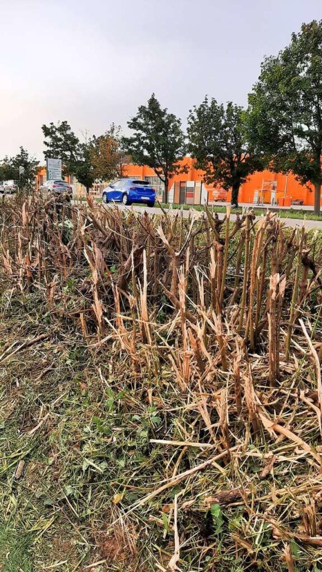 Von der nach Angaben einer BZ-Leserin ...l brig geblieben, wie ihr Bild zeigt.  | Foto: ZVG