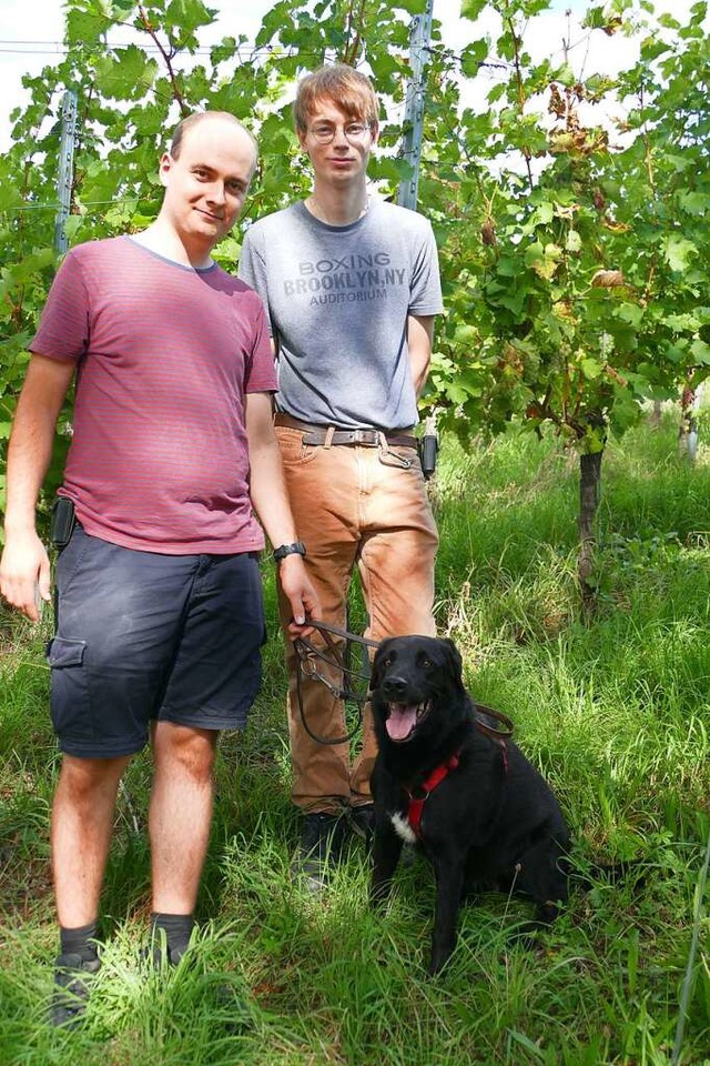 Gerold Engler (links),  Frieder Trimbo...Rebhtern in den Haltinger Weinbergen.  | Foto: Sabine Ehrentreich