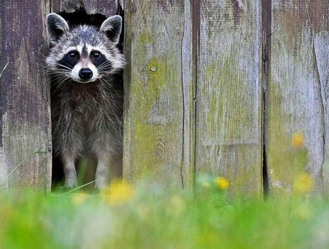 Der Lebensraum Wald und die Jagd waren...kung ist ein Waschbr entdeckt worden.  | Foto: Patrick Pleul