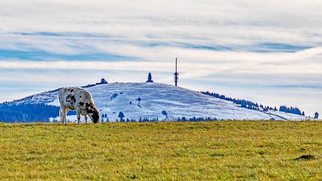 Grasende Kuh, im Hintergrund der Feldberg-Gipfel.  | Foto: Bernd Wehrle