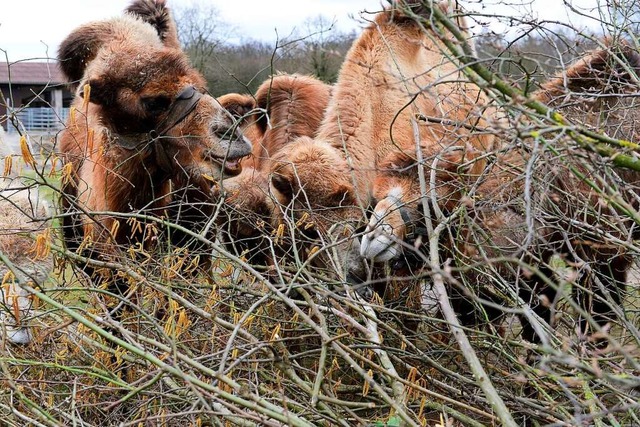 Die Kamele am Mundenhof drften sich ber die Erweiterung freuen.  | Foto: Ingo Schneider