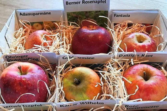 In einem Obstmuseum in Staufen kann man alte Apfelsorten kennenlernen