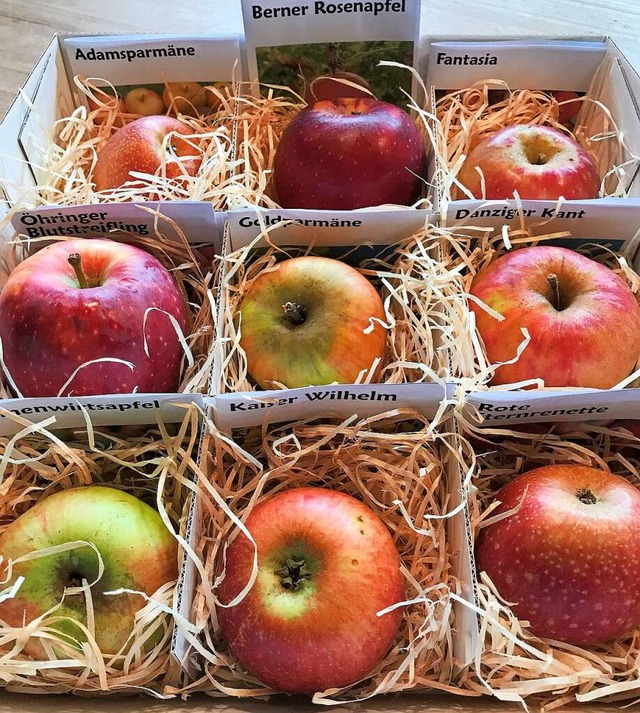Vielfalt in der Optik und im Geschmack...man viele Apfelsorten kennenlernen.     | Foto: Gabriele Hennicke