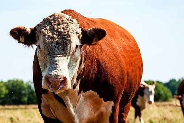 Tierschtzer wollen aus Freiburger Schlachthof ausgebrochenen Stier retten