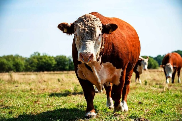 Ein Stier wie dieser hat sich Ende Aug...11; und ist der Schlachtung entgangen.  | Foto: Tnja Riedel