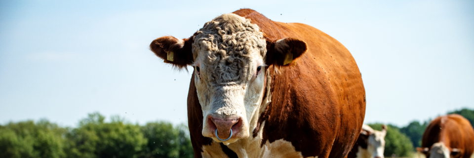 Tierschützer wollen aus Freiburger Schlachthof ausgebrochenen Stier retten