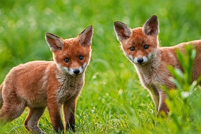 Sven Meurs zeigt Deutschlands letzte Wildnis.  | Foto: Sven Meurs