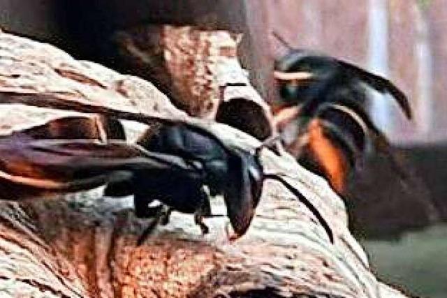 Kleiner, aber aggressiver: Erstes Nest der Asiatischen Hornisse im Markgräflerland entdeckt