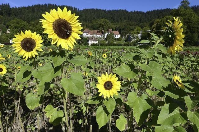 Der Sonne entgegen