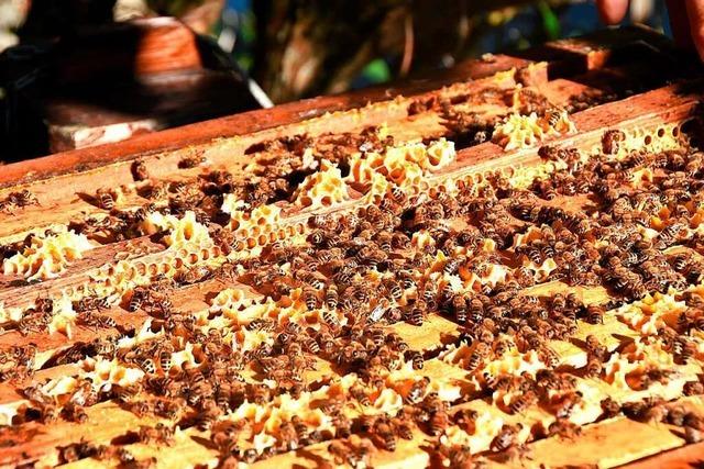 Bienenseuche im Breisgau unter Kontrolle – Experten mahnen zu Vorsicht