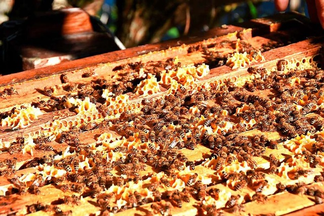 Ein gesundes Bienenvolk tummelt sich z...n und Mittelwnde dienen dem Wabenbau.  | Foto: Amiria Steiert