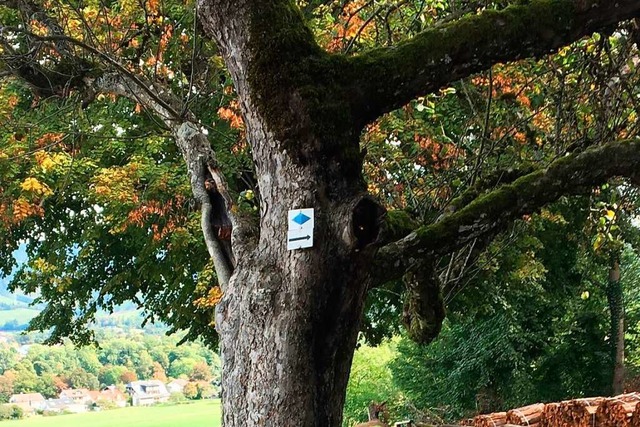 Der blaue Wanderpfeil zeigt nicht nur ...t: in der runden ffnung im Apfelbaum.  | Foto: Philipp Schulte
