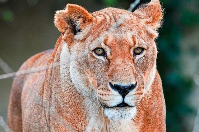 Die lteste Lwin im Basler Zoo ist mit 21 Jahren gestorben