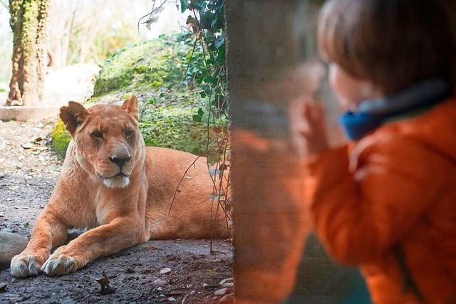 Die Lwin Uma ist im Alter von 21 Jahren gestorben.  | Foto: Zoo Basel