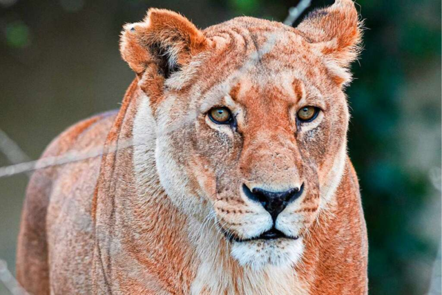 Die älteste Löwin im Basler Zoo ist mit 21 Jahren gestorben