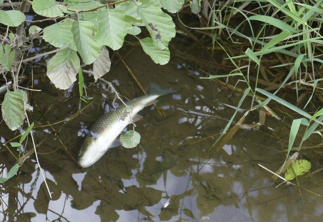 Am 14. September treibt ein toter Fisc... den Brettenbach in den Fluss gelangt.  | Foto: Philipp Peters