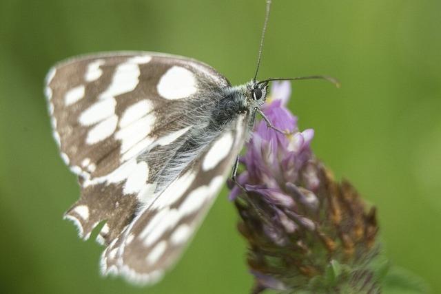 Stadtguldenprojekt will Insektensterben vorbeugen