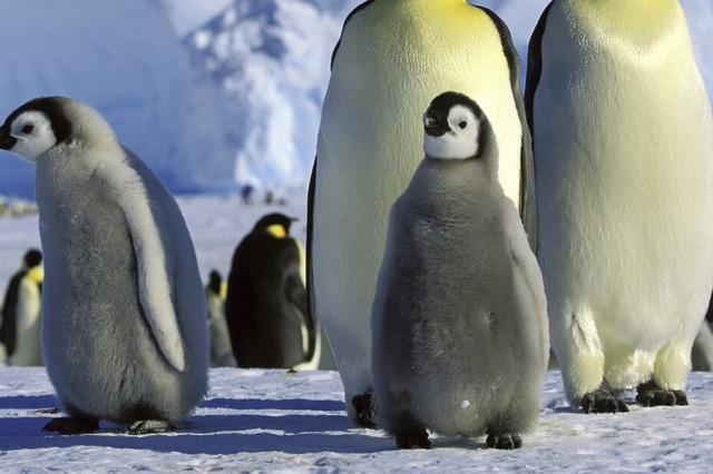 Zehntausend Pinguin-Küken ertrunken