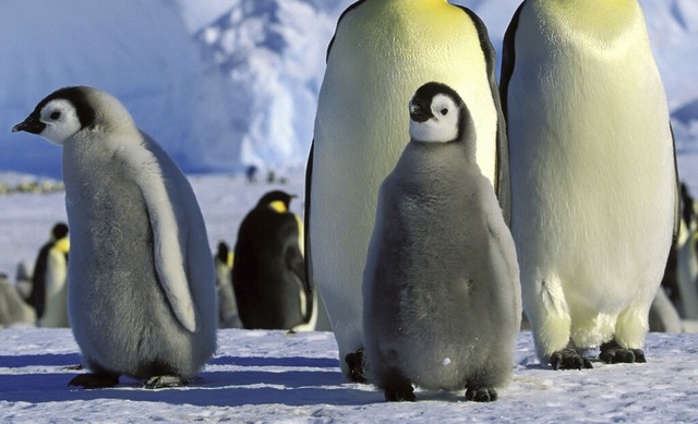 Die Folgen des Klimawandels fr den Fo...d der Kaiser-Pinguine sind verheerend.  | Foto: imago stock&people