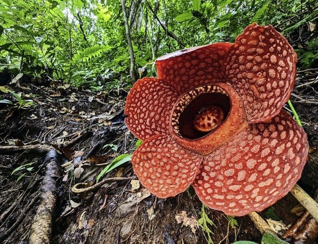 Weltgrte Blume: Rafflesie  | Foto: Chris Thorogood (dpa)