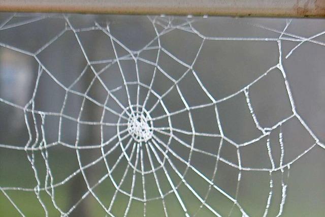 Altweibersommer am Hochrhein: Wenn die Spinnen weiben