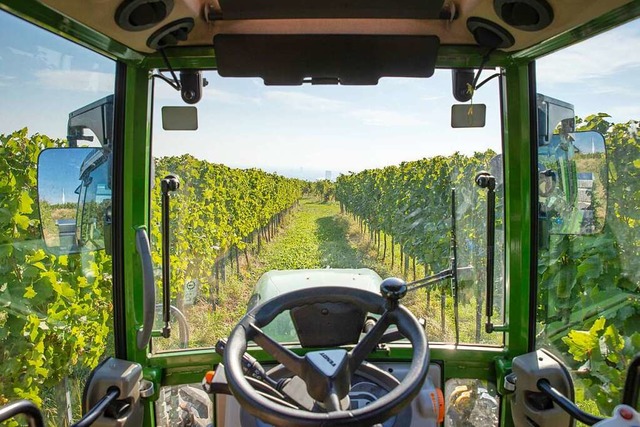 Wie Winzerinnen und Winzer mit den akt...ndesgenossenschaftsverbands in Auggen.  | Foto: Tobias Steinmaurer (dpa)