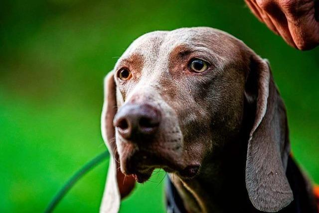 Wie Hunde verletzte Tiere nach Wildunfllen aufspren