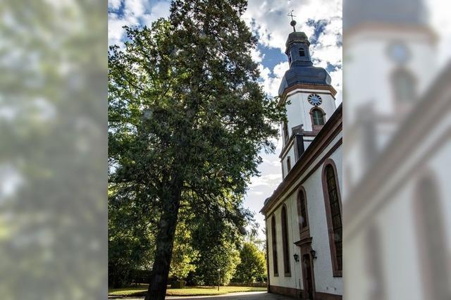 Diskussion um Bume auf frherem Imhausen-Areal