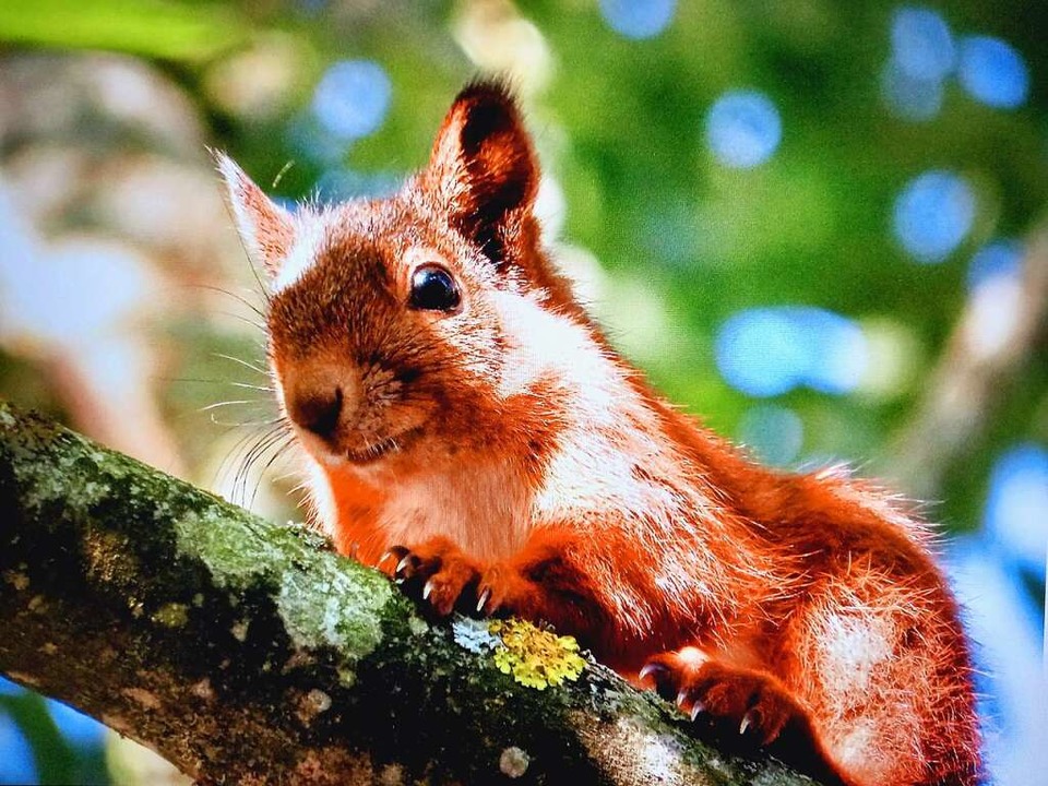 Eichhörnchen.  | Foto: Birgit Maier