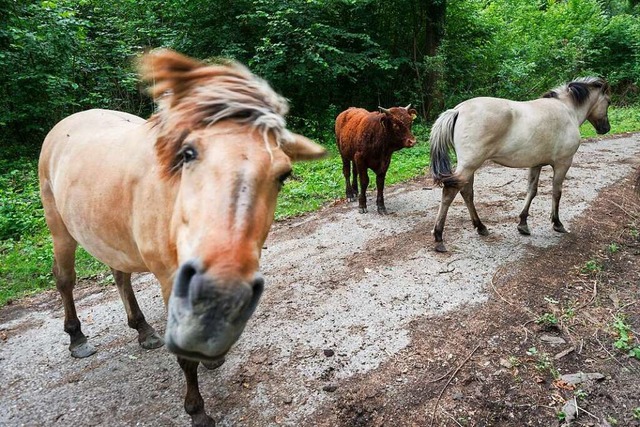 Lichten den Unterwuchs auf 110 Hektar ...rtenau: Konik-Pferde und Salus-Rinder.  | Foto: Daniel Schoenen