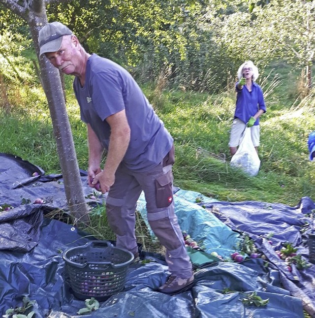 Mitglieder der Nabu-Ortsgruppe Grafenhausen sammeln pfel.  | Foto: Dorothe Kuhlmann