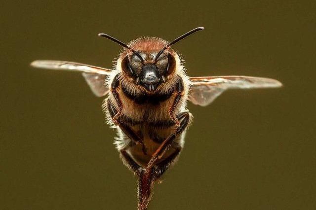 Imker im Hochschwarzwald haben keine Angst vor der Bienenseuche