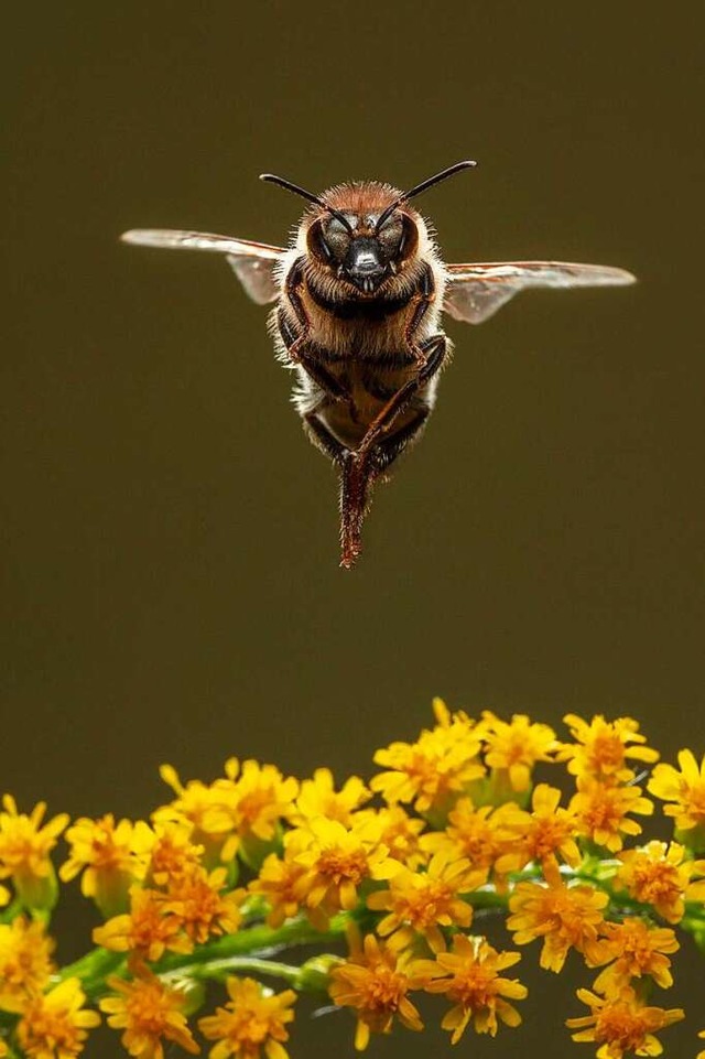 Die amerikanische Faulbrut bedroht Bienen in der Region.  | Foto: Ingo Arndt Photography