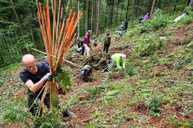 Rund 100 Freiwillige pflanzten am Scha...ie dort wieder heimisch werden sollen.  | Foto: Thomas Kunz