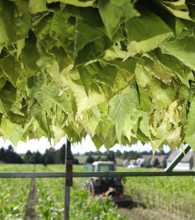 Tabakbltter in einem Transportrahmen auf einem Feld in Thringen  | Foto: Sebastian Willnow (dpa)