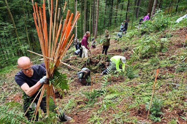 Freiwillige pflanzen am Schauinsland bei Freiburg Weißtannen für einen gesunden Wald